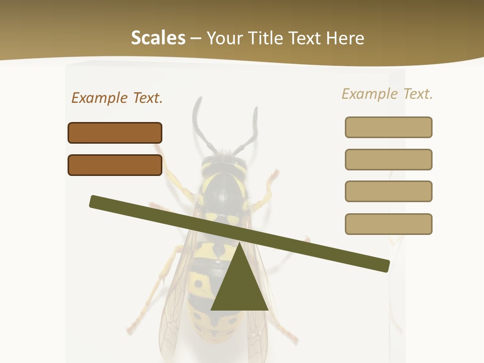 A Yellow And Black Insect On A White Background PowerPoint Template