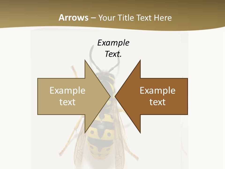 A Yellow And Black Insect On A White Background PowerPoint Template