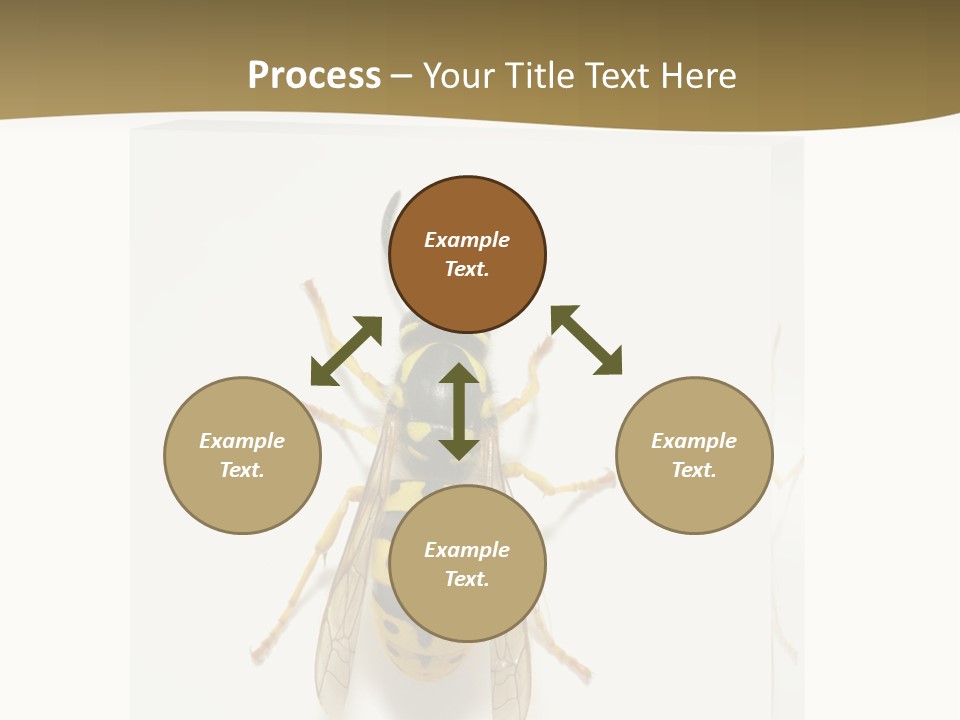 A Yellow And Black Insect On A White Background PowerPoint Template