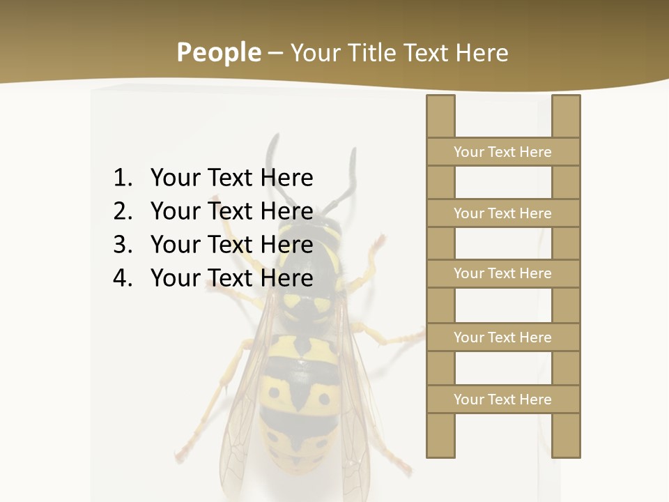 A Yellow And Black Insect On A White Background PowerPoint Template