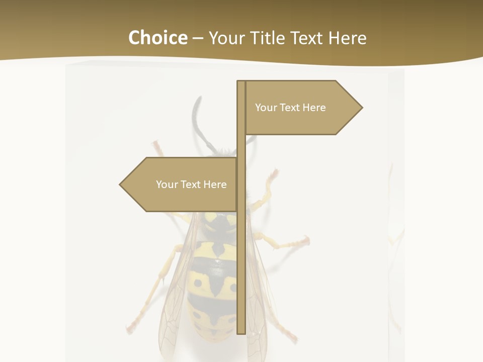 A Yellow And Black Insect On A White Background PowerPoint Template