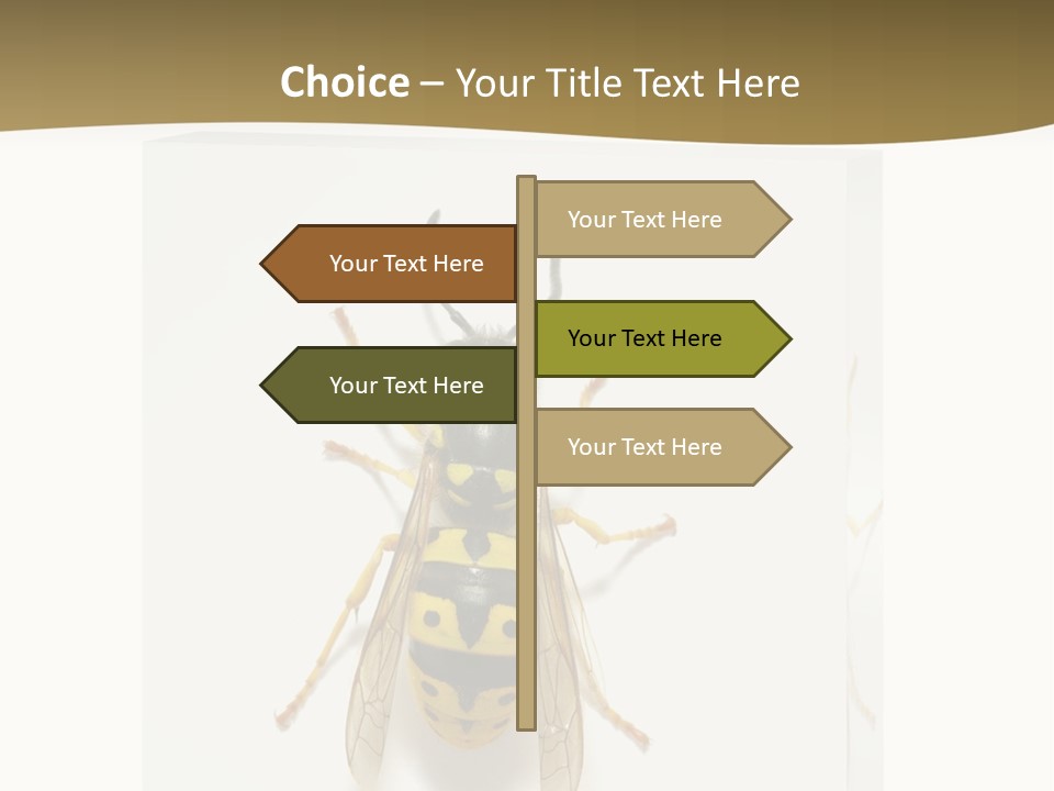 A Yellow And Black Insect On A White Background PowerPoint Template