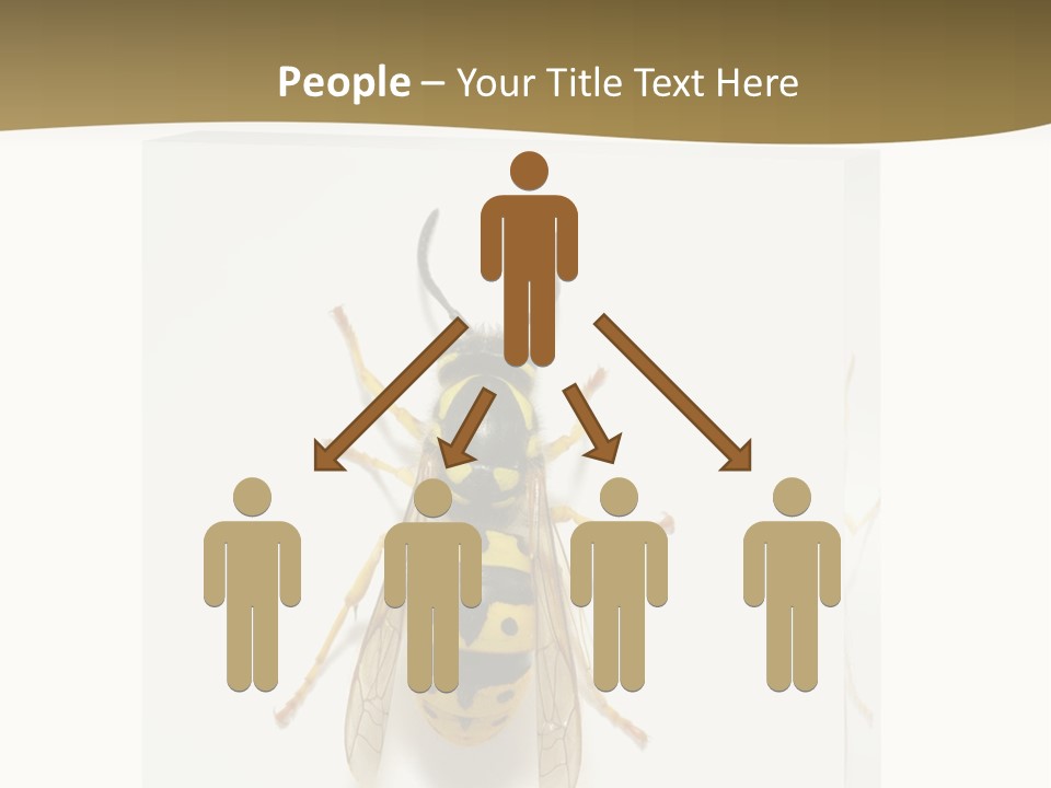 A Yellow And Black Insect On A White Background PowerPoint Template