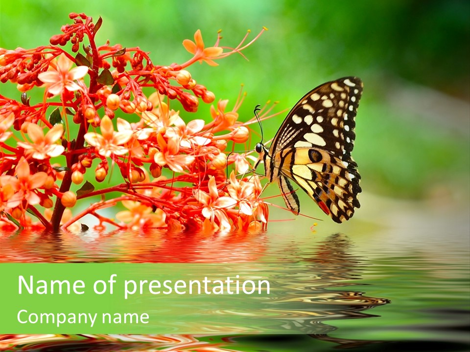 A Butterfly Sitting On Top Of A Red Flower PowerPoint Template
