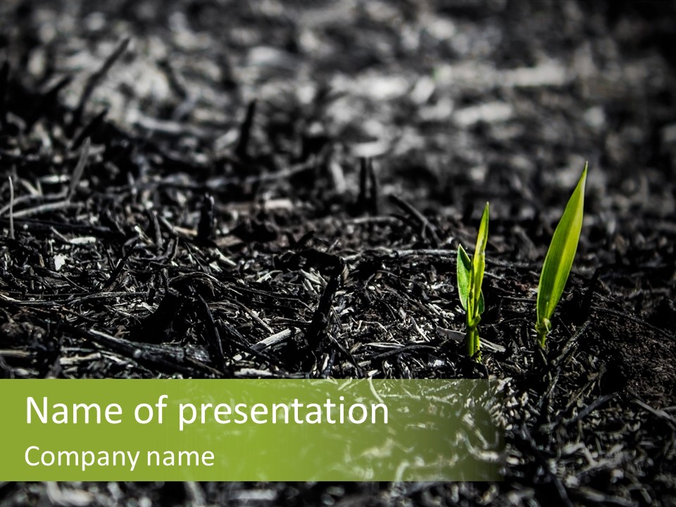 A Green Plant Is Growing Out Of The Ground PowerPoint Template