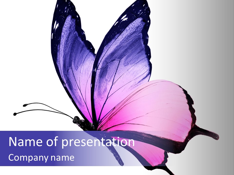 A Pink Butterfly With Purple Wings On A White Background PowerPoint Template