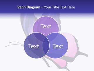 A Pink Butterfly With Purple Wings On A White Background PowerPoint Template