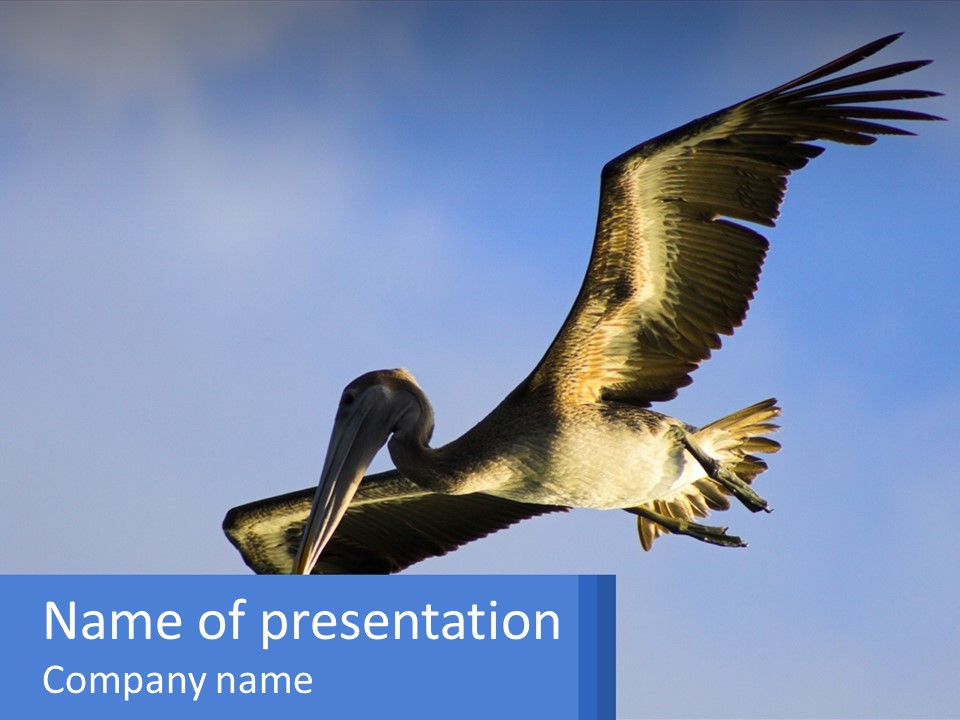 A Pelican Flying Through The Air With A Blue Sky In The Background PowerPoint Template