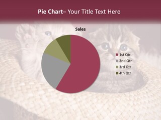 Two Kittens Sitting In A Basket With A Pink Background PowerPoint Template