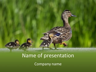 A Mother Duck With Her Ducklings Powerpoint Template PowerPoint Template