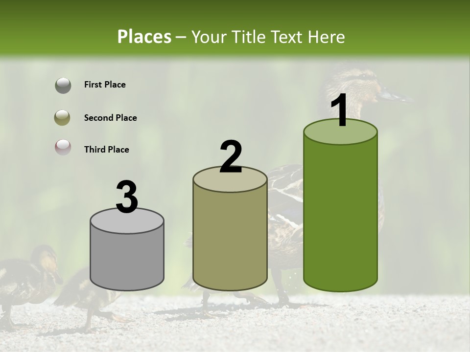 A Mother Duck With Her Ducklings Powerpoint Template PowerPoint Template