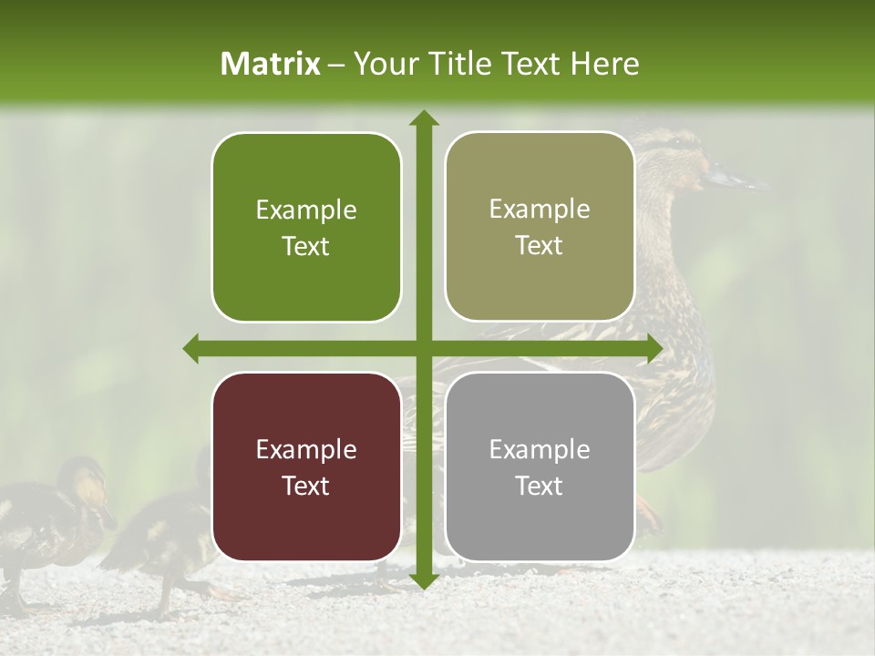 A Mother Duck With Her Ducklings Powerpoint Template PowerPoint Template