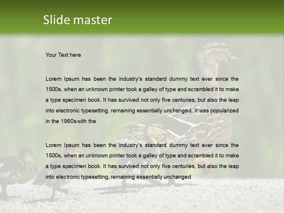A Mother Duck With Her Ducklings Powerpoint Template PowerPoint Template