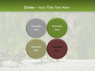 A Mother Duck With Her Ducklings Powerpoint Template PowerPoint Template