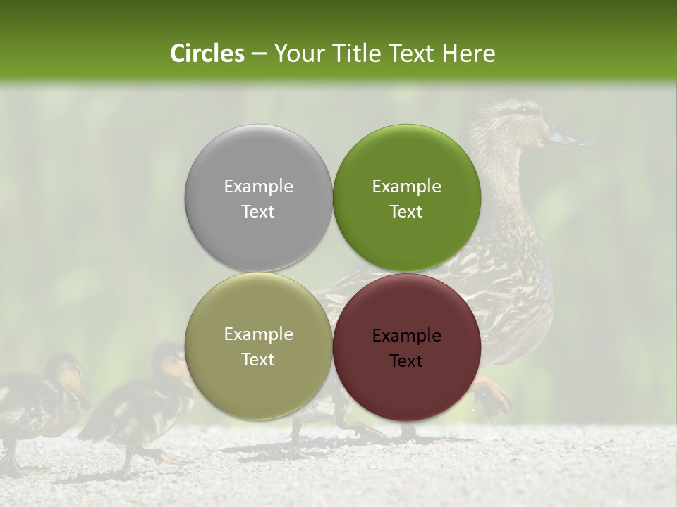 A Mother Duck With Her Ducklings Powerpoint Template PowerPoint Template
