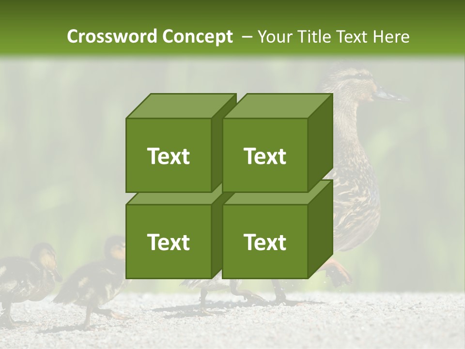 A Mother Duck With Her Ducklings Powerpoint Template PowerPoint Template