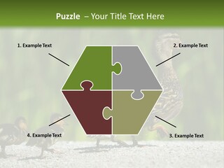 A Mother Duck With Her Ducklings Powerpoint Template PowerPoint Template