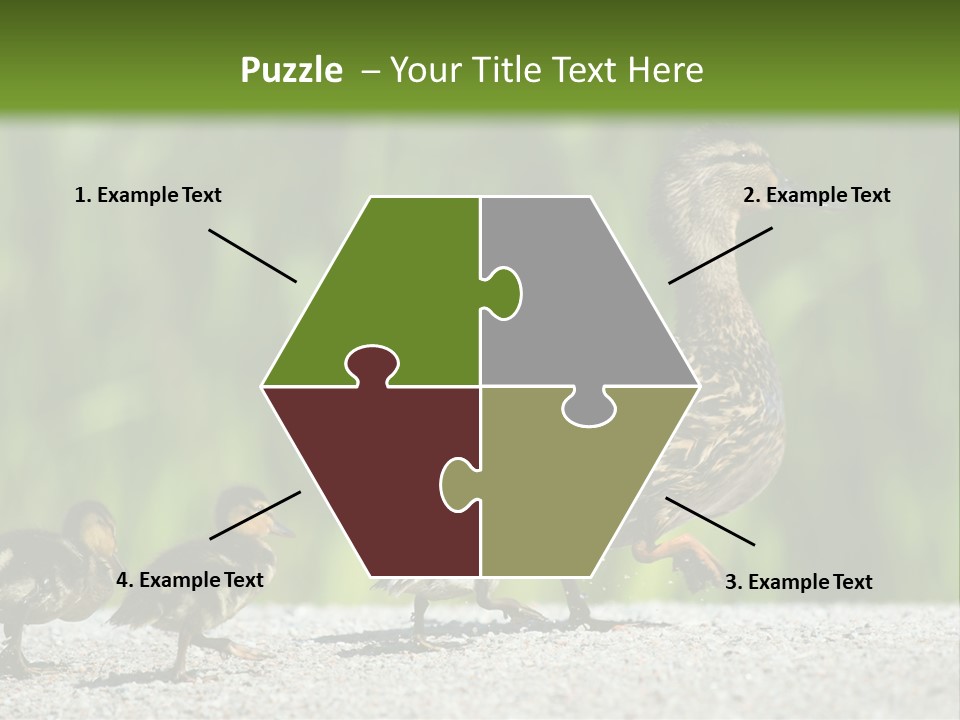 A Mother Duck With Her Ducklings Powerpoint Template PowerPoint Template