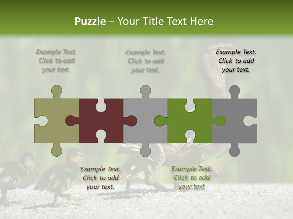 A Mother Duck With Her Ducklings Powerpoint Template PowerPoint Template