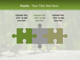 A Mother Duck With Her Ducklings Powerpoint Template PowerPoint Template