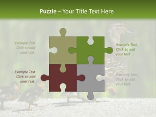 A Mother Duck With Her Ducklings Powerpoint Template PowerPoint Template