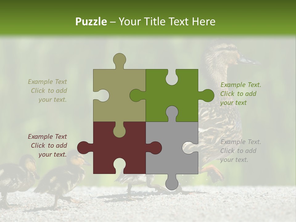 A Mother Duck With Her Ducklings Powerpoint Template PowerPoint Template