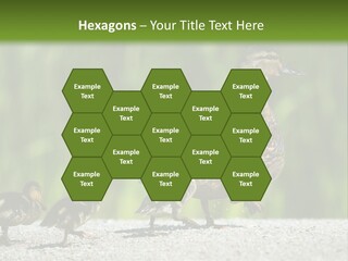 A Mother Duck With Her Ducklings Powerpoint Template PowerPoint Template