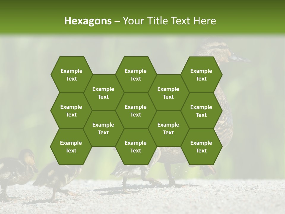 A Mother Duck With Her Ducklings Powerpoint Template PowerPoint Template