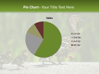 A Mother Duck With Her Ducklings Powerpoint Template PowerPoint Template