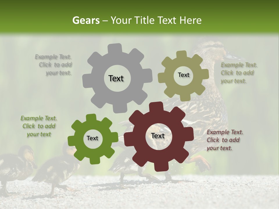 A Mother Duck With Her Ducklings Powerpoint Template PowerPoint Template