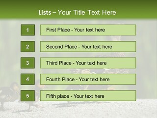 A Mother Duck With Her Ducklings Powerpoint Template PowerPoint Template