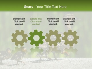 A Mother Duck With Her Ducklings Powerpoint Template PowerPoint Template