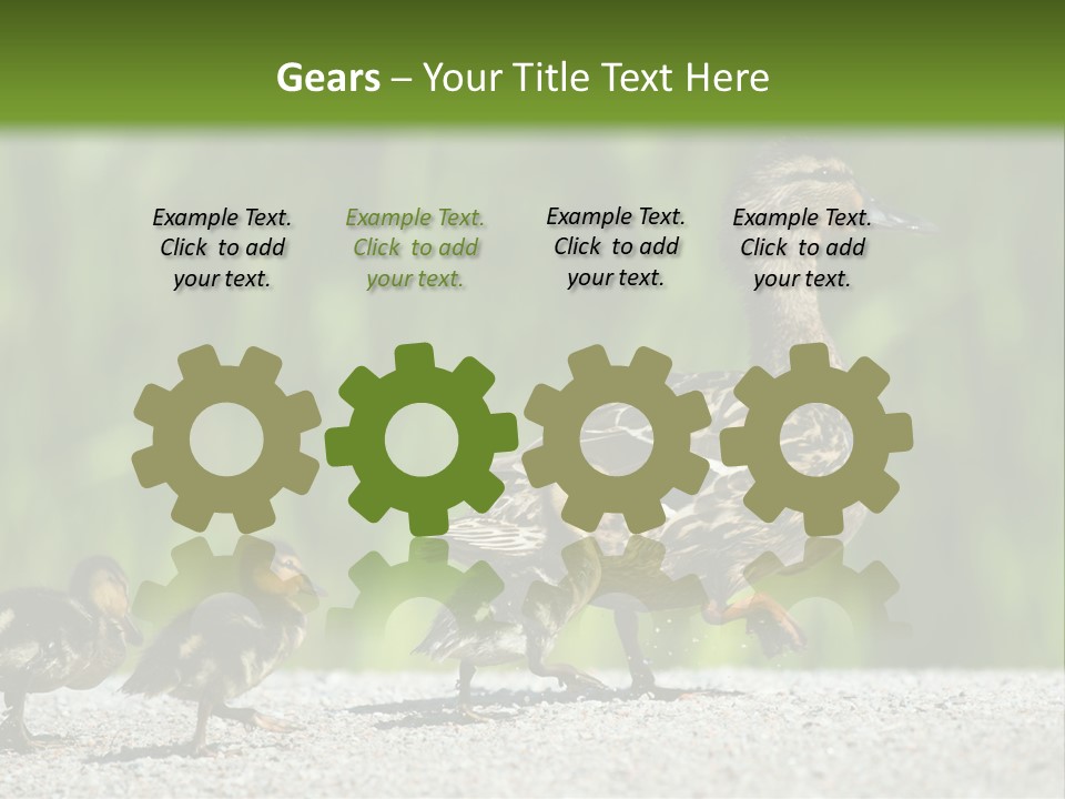 A Mother Duck With Her Ducklings Powerpoint Template PowerPoint Template