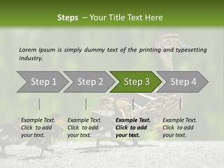 A Mother Duck With Her Ducklings Powerpoint Template PowerPoint Template