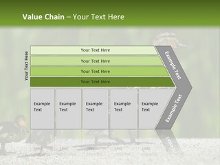 A Mother Duck With Her Ducklings Powerpoint Template PowerPoint Template