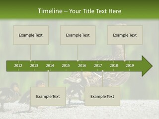 A Mother Duck With Her Ducklings Powerpoint Template PowerPoint Template