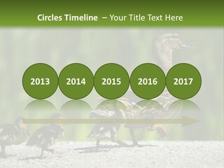 A Mother Duck With Her Ducklings Powerpoint Template PowerPoint Template