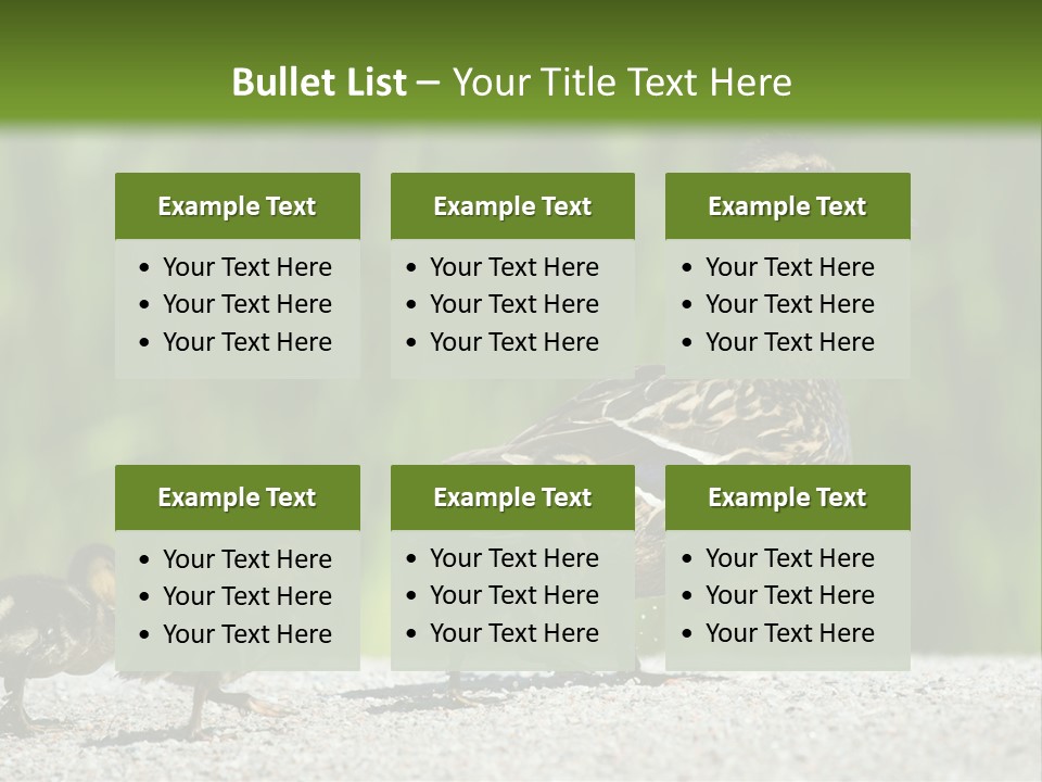 A Mother Duck With Her Ducklings Powerpoint Template PowerPoint Template