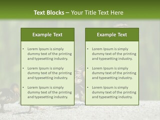 A Mother Duck With Her Ducklings Powerpoint Template PowerPoint Template