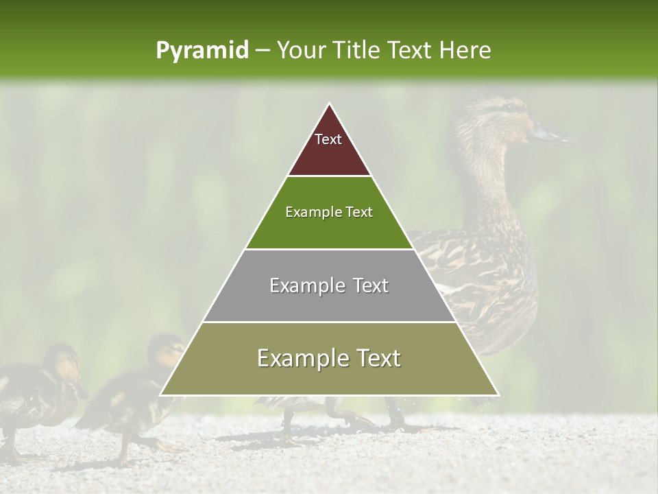 A Mother Duck With Her Ducklings Powerpoint Template PowerPoint Template