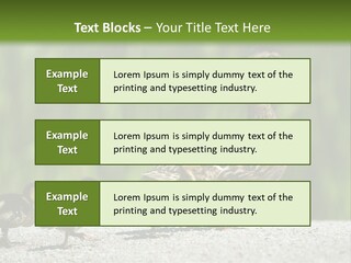 A Mother Duck With Her Ducklings Powerpoint Template PowerPoint Template