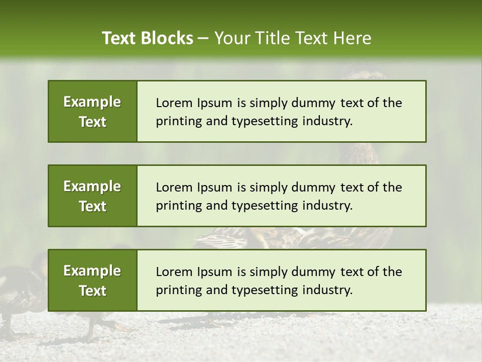 A Mother Duck With Her Ducklings Powerpoint Template PowerPoint Template
