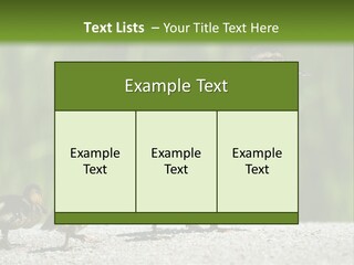 A Mother Duck With Her Ducklings Powerpoint Template PowerPoint Template
