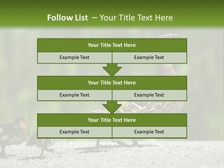 A Mother Duck With Her Ducklings Powerpoint Template PowerPoint Template
