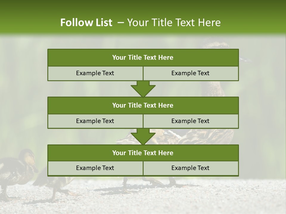 A Mother Duck With Her Ducklings Powerpoint Template PowerPoint Template