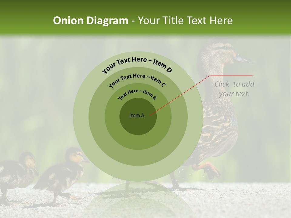 A Mother Duck With Her Ducklings Powerpoint Template PowerPoint Template