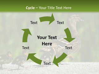 A Mother Duck With Her Ducklings Powerpoint Template PowerPoint Template
