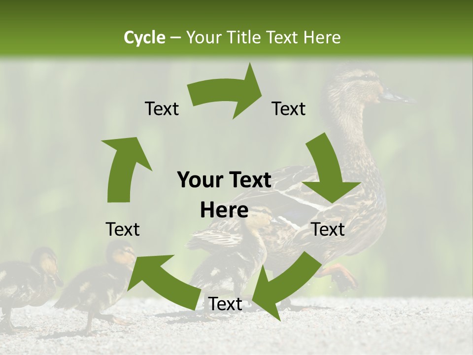 A Mother Duck With Her Ducklings Powerpoint Template PowerPoint Template