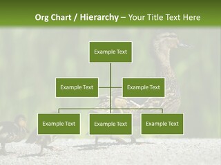 A Mother Duck With Her Ducklings Powerpoint Template PowerPoint Template