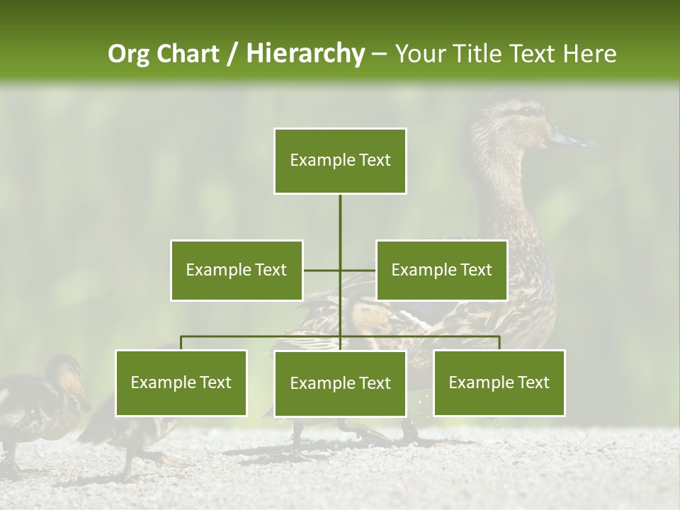 A Mother Duck With Her Ducklings Powerpoint Template PowerPoint Template